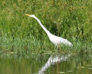Low Chaco Paraguay Great White Egret 1.jpg