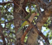 Ensico NP Monk Parakeet 1.jpg