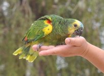 Medores del Chaco NP Blue Fronted Parrot 1.jpg