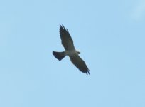 Toledo Mississippi Kite 1.jpg