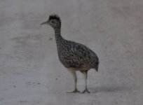 Toledo Brushland Tinamou 1.jpg