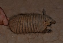 Toledo Nine Banded Armadillo 1.jpg