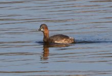 IMG_3324 Little Grebe.jpg