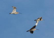 IMG_3314 Curlew.jpg