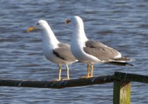 IMG_3302 Gulls.jpg