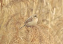 Japanese Reed Bunting.jpg