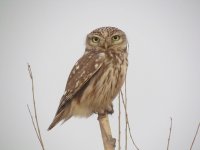 Little Owl.jpg