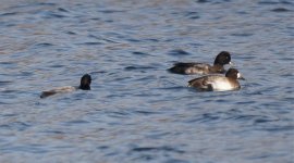 scaup1.jpg