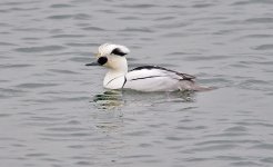 Smew1DR800.jpg