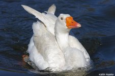 domestic_goose_marden_5bf.jpg