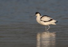 avocet 10 copy.jpg