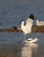 avocet 9 copy.jpg