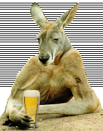 kangaroo havin a beer.gif