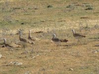 greatbustards.jpg