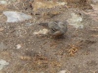 alpineaccentor.jpg