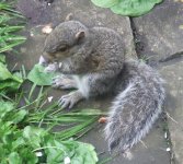 baby squirrel.jpg