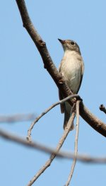 19 IMG_3200 email Hue Hin sth Bangkok flycatcher day 16.jpg