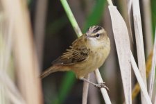 Sedge Warbler.jpg