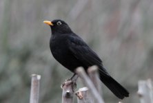 blackbird2a.jpg