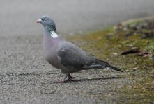 pigeon1a.jpg