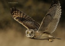 Short-Eared-Owl-8004.jpg.jpg