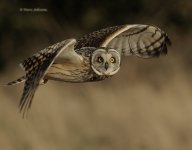 Short-Eared-Owl-8005.jpg.jpg