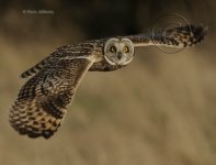 Short-Eared-Owl-8006.jpg.jpg