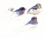 barn swallows.jpg