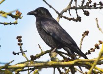 Carrion Crow_resize.jpg