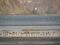 Common Shelducks.jpg