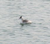 Great-crested Grebe.jpg