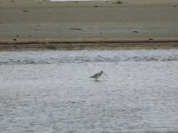 Godwit 2.jpg