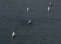 Glaucous Gull_Torry_210312a.jpg