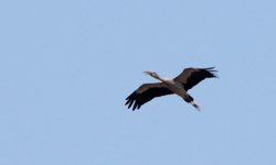 22 IMG_3341 email Hue Hin sth Bangkok Asian Openbill stork day 16.jpg