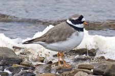 Ringed Plover_9534.jpg