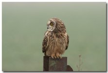 Short-eared Owl A.Dancy cr 22nd February 2011 299 copy.jpg