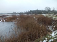 4 forum Br meadow reeds afta alder removale (2).jpg