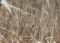 grassbird,-marsh002.jpg