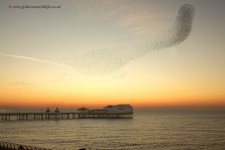 starlings_160112bb.jpg