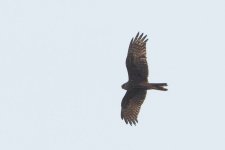 juvenile pied harrier.jpg