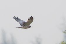 male eastern marsh harrier.jpg