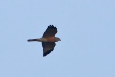 female chinese sparrowhawk.jpg