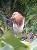 javan pond heron.jpg