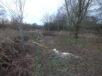 2. NE wud the parallel ash tres coppiced 20th Jan 12 (2).jpg