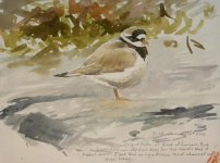 ringed plover Broch of Gurness (800x595).jpg