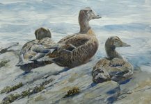 three eiders - Copy (800x555).jpg