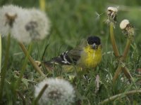 goldfinch_m.jpg