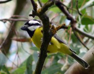 Crested Shrike-Tit_photo credits_BF memeber_Rose Fletcher_uploaded_11-04-2011.jpg