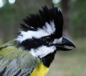 Falcunculus_frontatus_Crested_Shrike-tit_620.jpg