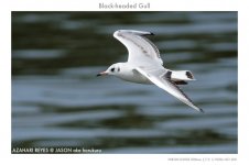 JAY_0850 Black-headed Gull.jpg